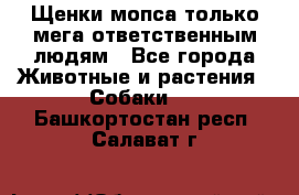 Щенки мопса только мега-ответственным людям - Все города Животные и растения » Собаки   . Башкортостан респ.,Салават г.